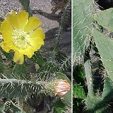 Opuntia macdougaliana, Tehuacan, Pue, Mexico JLcoll.3588 ex ML.jpg